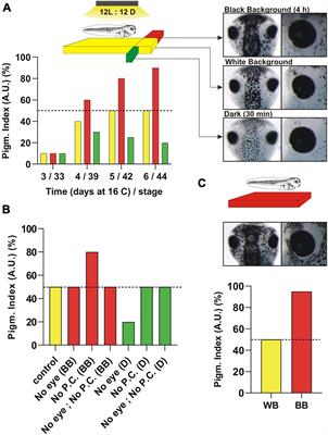 Type II Opsins in the Eye, the Pineal Complex and the Skin of Xenopus laevis: Using Changes in Skin Pigmentation as a Readout of Visual and Circadian Activity